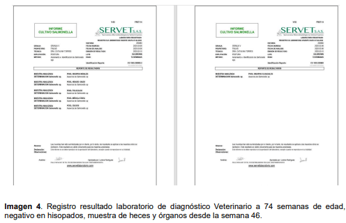 Imagen 4. Registro resultado laboratorio de diagnóstico Veterinario a 74 semanas de edad, negativo en hisopados, muestra de heces y órganos desde la semana 46.