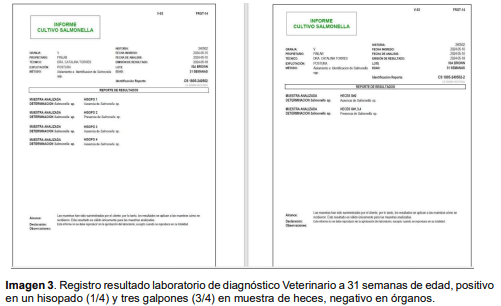 Imagen 3. Registro resultado laboratorio de diagnóstico Veterinario a 31 semanas de edad, positivo en un hisopado (1/4) y tres galpones (3/4) en muestra de heces, negativo en órganos.