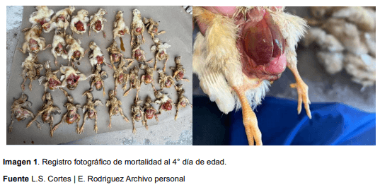 Imagen 1. Registro fotográfico de mortalidad al 4° día de edad. Fuente L.S. Cortes | E. Rodriguez Archivo personal