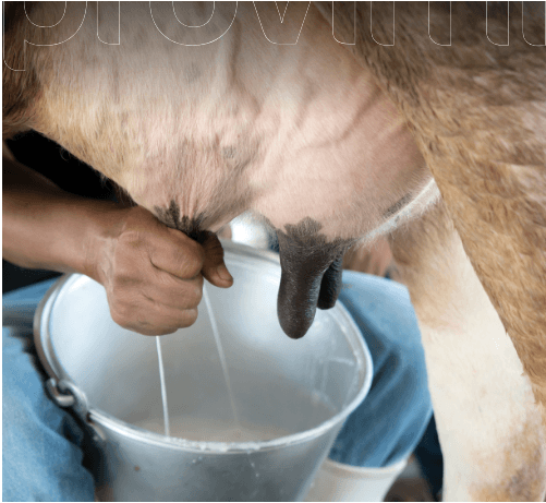 Optimización de la producción lechera: integracion del ambiente, la alimentacion y el factor humano - Image 1