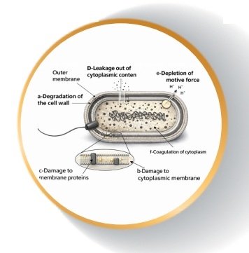 Aceites esenciales como alternativa a los antibióticos en cerdos - Image 2