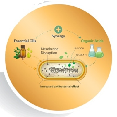 Aceites esenciales como alternativa a los antibióticos en cerdos - Image 3
