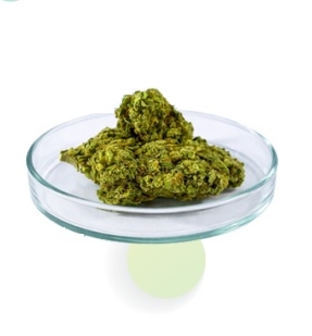 Aceites esenciales como alternativa a los antibióticos en cerdos - Image 1