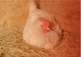 Manejo nutricional del calcio en avicultura - Image 1