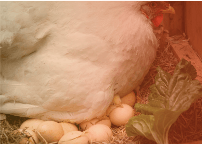 Manejo nutricional del calcio en avicultura - Image 3