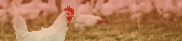 Manejo nutricional del calcio en avicultura - Image 1