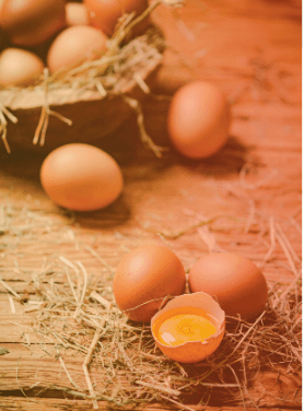 Manejo nutricional del calcio en avicultura - Image 4