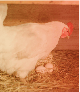 Manejo nutricional del calcio en avicultura - Image 3