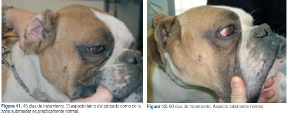 Tratamiento del mastocitoma canino con un inhibidor de la tirosina quinasa. A propósito de un caso clínico - Image 10