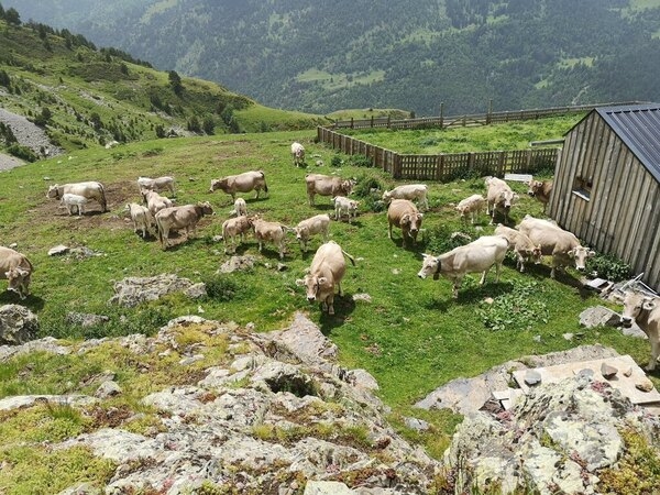 La vida del ganado de montaña en los Pirineos: ¿Qué hacen los animales cuando nadie los ve? - Image 1