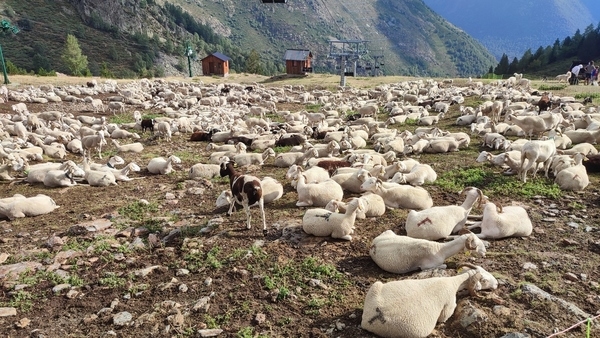 La vida del ganado de montaña en los Pirineos: ¿Qué hacen los animales cuando nadie los ve? - Image 2