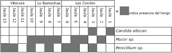 Determinación de la frecuencia de presentación de microorganismos bacterianos y micóticos en peluquerías caninas del área metropolitana, sector oriente. - Image 10