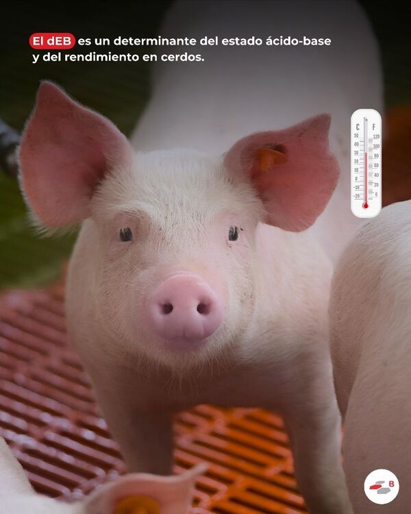 Precisión electrolítica: Herramienta técnica en formulación porcina - Image 1