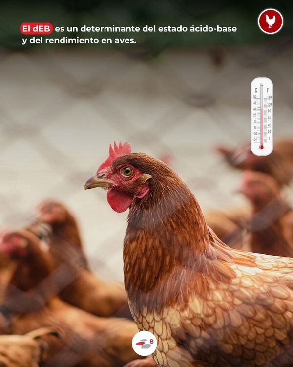 Precisión electrolítica: Herramienta técnica en formulación aviar - Image 1