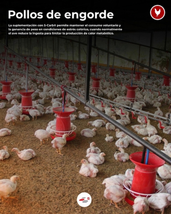 Precisión electrolítica: Herramienta técnica en formulación aviar - Image 2