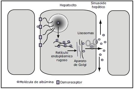 Comunicación: Administración de albúmina humana en caninos cachorros con gastroenteritis hemorrágica. - Image 1