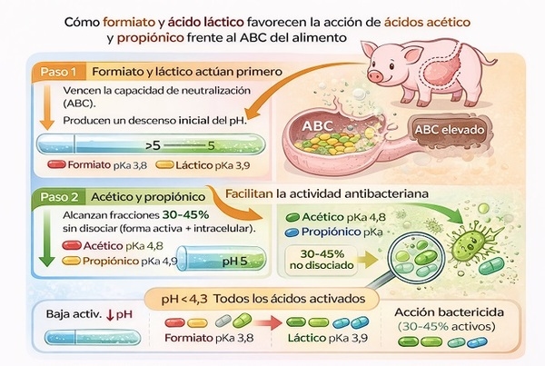Ácidos orgánicos en el lechón al destete: manejo del pH, ABC y salud intestinal - Image 3