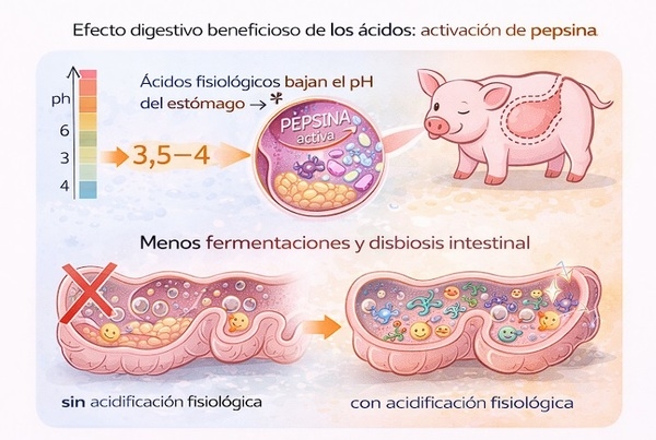 Ácidos orgánicos en el lechón al destete: manejo del pH, ABC y salud intestinal - Image 1