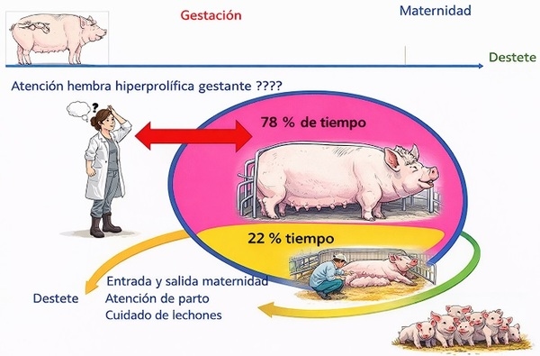 Cerda hiperprolífica: la camada empieza en la cerda, no en el lechón - Image 1