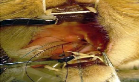 Resolución quirúrgica mediante láser CO2 del síndrome respiratorio braquicefálico en gatos - Image 2