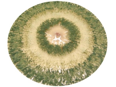Trichoderma en Agricultura: El Aliado “Verde” para un Futuro Sostenible - Image 1