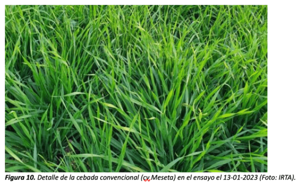 figura 10