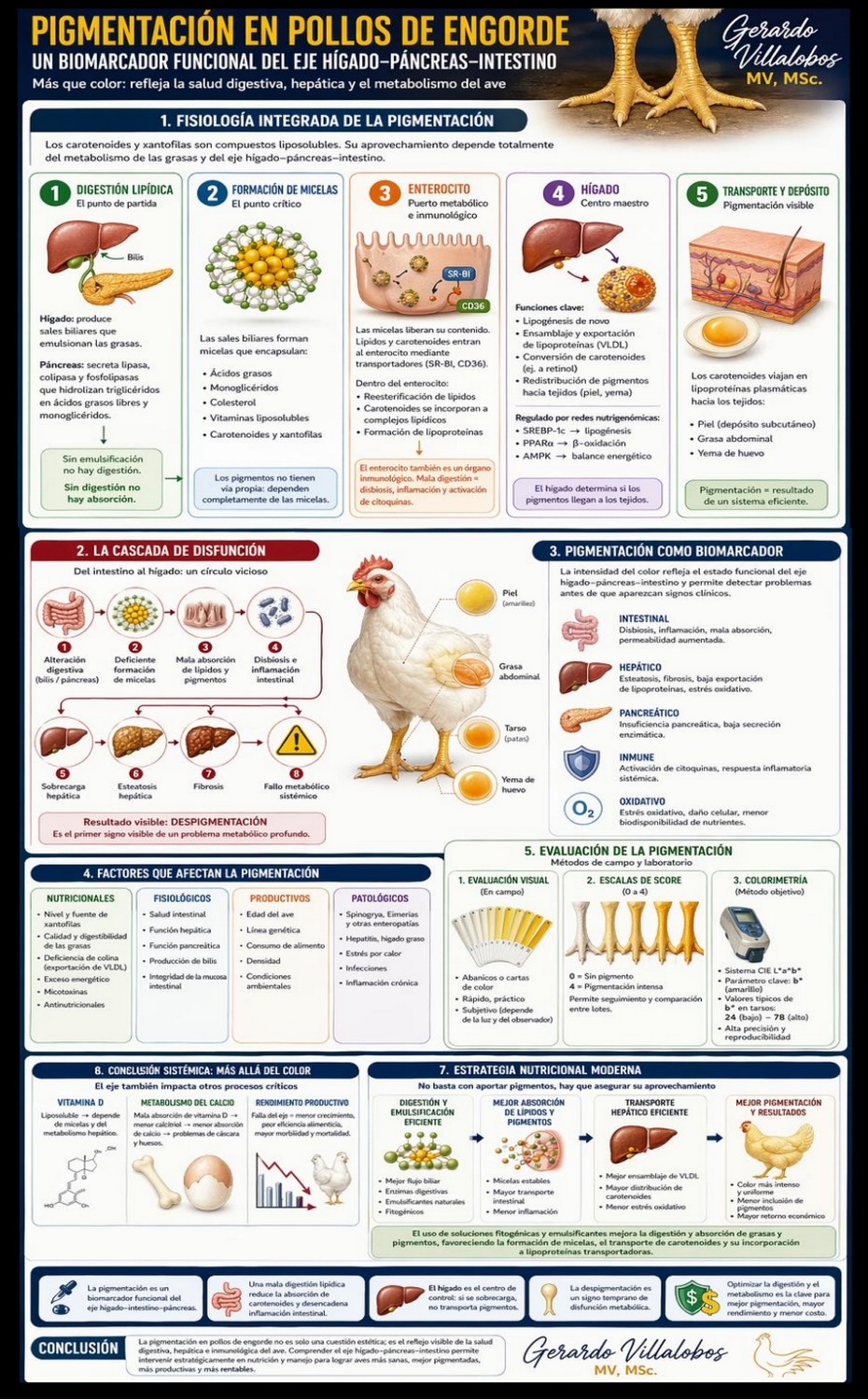 Pigmentación en Pollos de Engorde Un biomarcador funcional del eje hígado–páncreas–intestino - Image 1