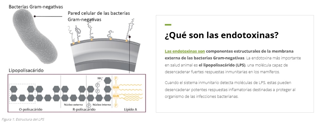 Síndrome de inflamación y necrosis porcina (SINS) en cerdos ¿Qué papel desempeñan las endotoxinas? - Image 2