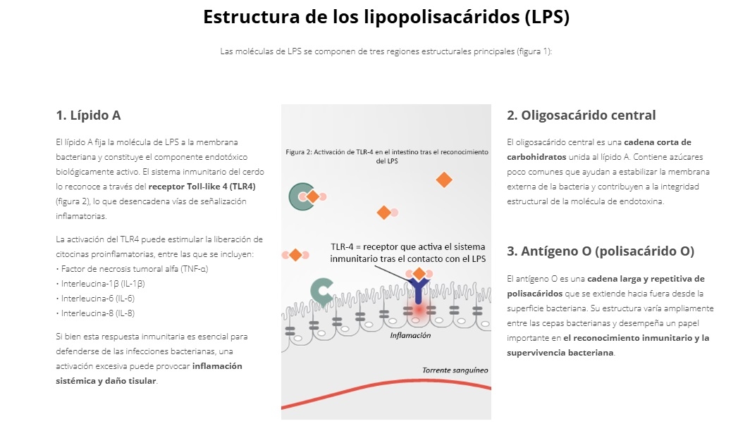Síndrome de inflamación y necrosis porcina (SINS) en cerdos ¿Qué papel desempeñan las endotoxinas? - Image 4
