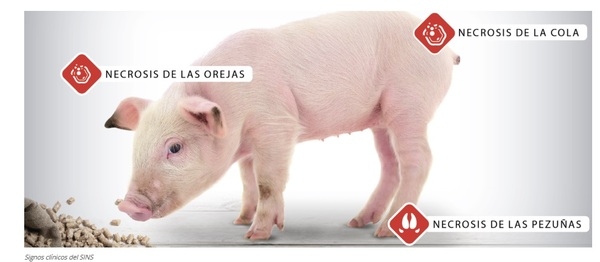 Síndrome de inflamación y necrosis porcina (SINS) en cerdos ¿Qué papel desempeñan las endotoxinas? - Image 6