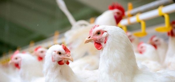 Deficiencia de vitamina E en las aves de corral - Image 2