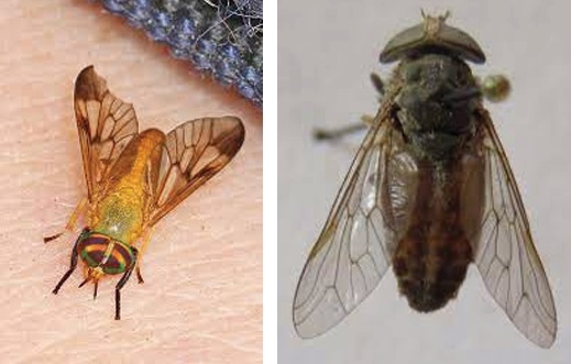 Moscas de importancia en el ganado bovino - Image 1