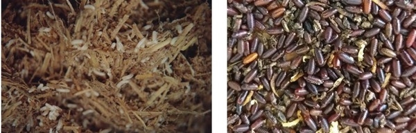 Moscas de importancia en el ganado bovino - Image 3