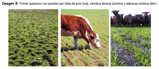 Imagen 8: Primer pastoreo con pisoteo por falta de piso (izq), siembra directa (centro) y labranza mínima (der).