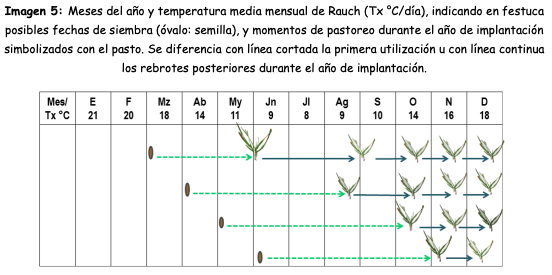 Imagen 5: Meses del año y temperatura media mensual de Rauch (Tx °C/día), indicando en festuca posibles fechas de siembra (óvalo: semilla), y momentos de pastoreo durante el año de implantación simbolizados con el pasto. Se diferencia con línea cortada la primera utilización u con línea continua los rebrotes posteriores durante el año de implantación.