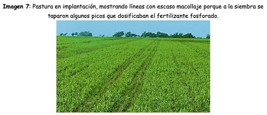 Imagen 7: Pastura en implantación, mostrando líneas con escaso macollaje porque a la siembra se taparon algunos picos que dosificaban el fertilizante fosforado.