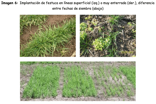 Imagen 6: Implantación de festuca en líneas superficial (izq.) o muy enterrada (der.), diferencia entre fechas de siembra (abajo)