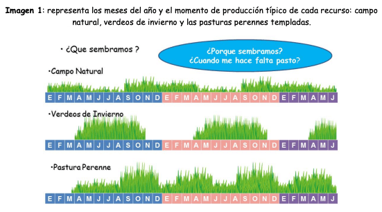 Imagen 1: representa los meses del año y el momento de producción típico de cada recurso: campo natural, verdeos de invierno y las pasturas perennes templadas.