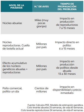 Pollo: Cuando la genética limita el crecimiento - Image 1