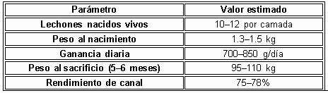 PIETRAIN PURO o PIETRAIN 3/4 - Image 5
