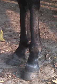 Habronemiasis cutánea Equina - Image 16