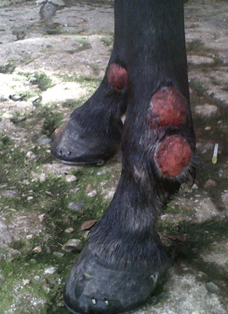 Habronemiasis cutánea Equina - Image 8