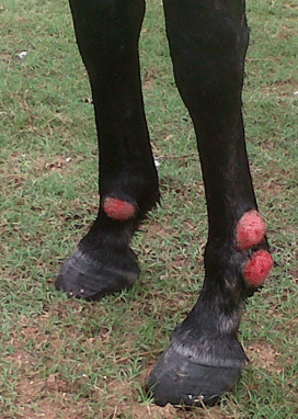 Habronemiasis cutánea Equina - Image 4