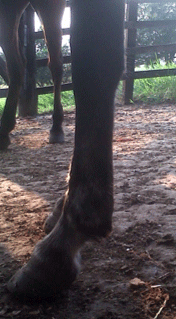 Habronemiasis cutánea Equina - Image 17