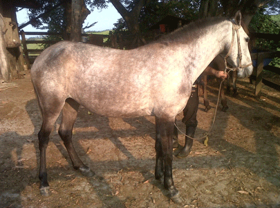 Habronemiasis cutánea Equina - Image 12