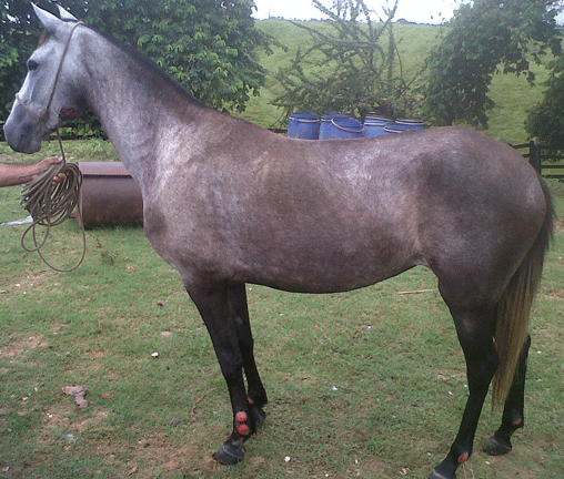 Habronemiasis cutánea Equina - Image 1