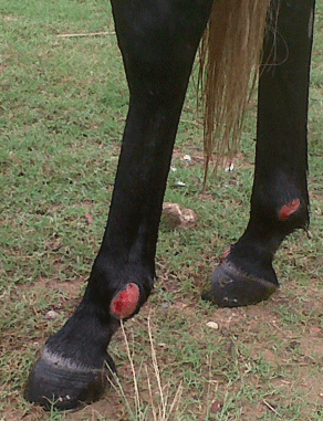 Habronemiasis cutánea Equina - Image 3