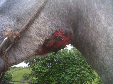 Habronemiasis cutánea Equina - Image 6