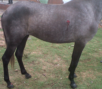 Habronemiasis cutánea Equina - Image 2