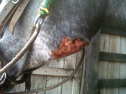 Habronemiasis cutánea Equina - Image 7